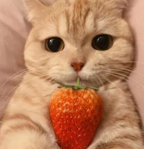 猫猫教