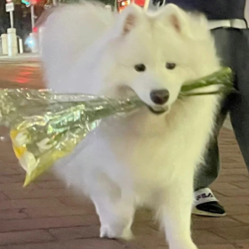 如果哪天谁带着小狗和