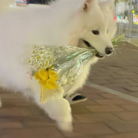 如果哪天谁带着小狗和