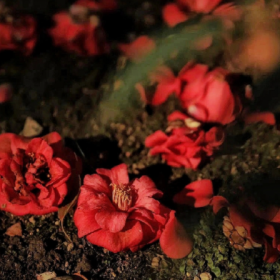错把山茶当玫瑰 ​