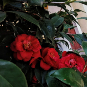 错把山茶当玫瑰 ​