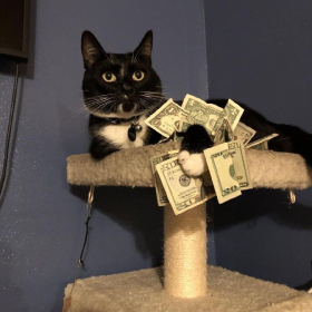 快年底了 接点招财猫