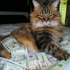 快年底了 接点招财猫