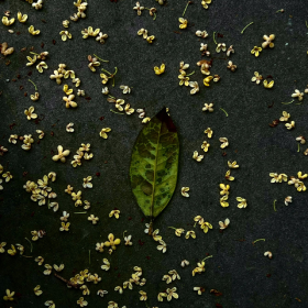 桂花雨 [s-85]
