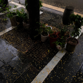 桂花雨 [s-85]