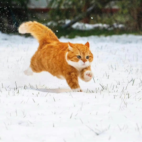 和家里的一样可爱哦