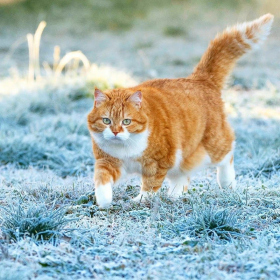 和家里的一样可爱哦