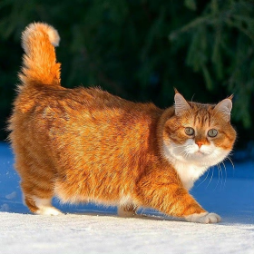 和家里的一样可爱哦