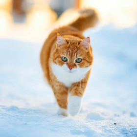 和家里的一样可爱哦