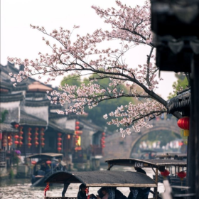 春暖花开西塘镇，最美