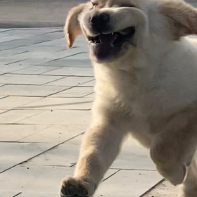 我不敢相信这是小金毛