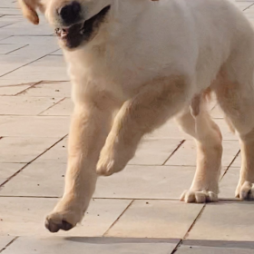 我不敢相信这是小金毛