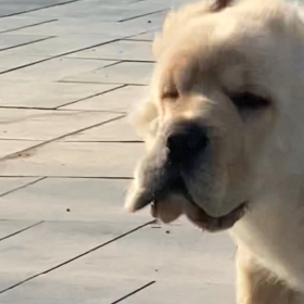 我不敢相信这是小金毛