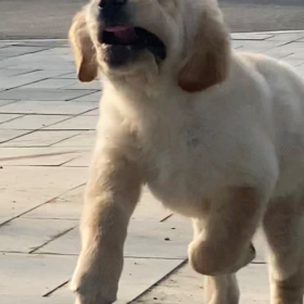 我不敢相信这是小金毛