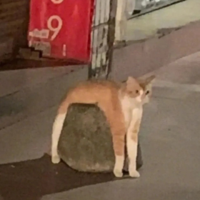 哇快看是液体猫猫