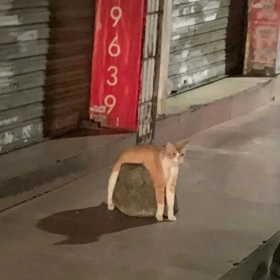 哇快看是液体猫猫