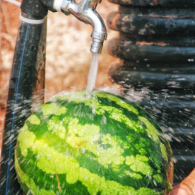 采摘的是心情，收获的