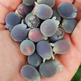 采摘的是心情，收获的