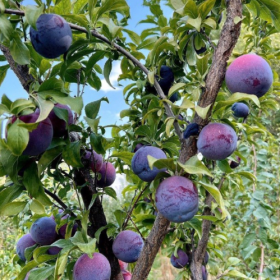 采摘的是心情，收获的