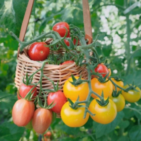 采摘的是心情，收获的