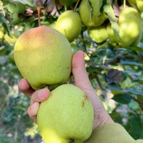 采摘的是心情，收获的