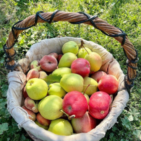 采摘的是心情，收获的