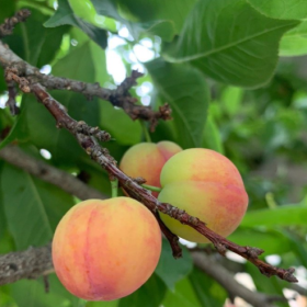 采摘的是心情，收获的