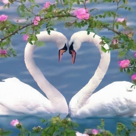 春与夏 🌼🌷🌸 ​