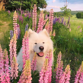 春与夏 🌼🌷🌸 ​