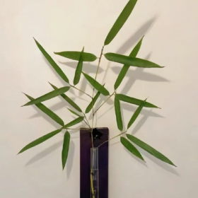 分享图片