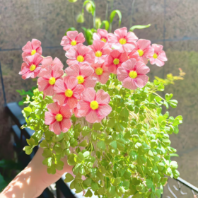 都是小人物,影响不了