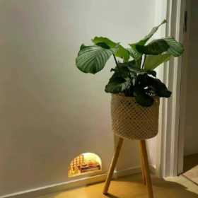 今天听过最傻最心疼的