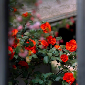 “山茶花