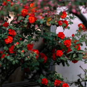 “山茶花