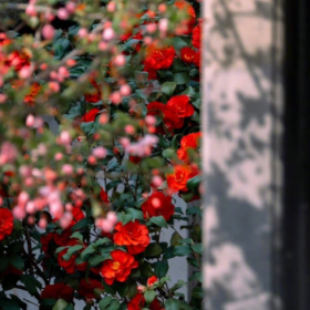 “山茶花