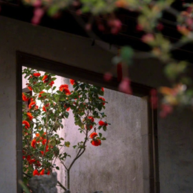 “山茶花
