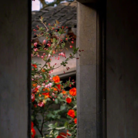 “山茶花