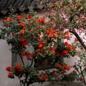 “山茶花