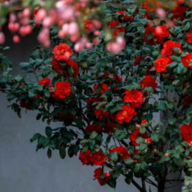 “山茶花