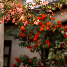“山茶花