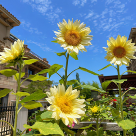 如果爱是一种颜色,那