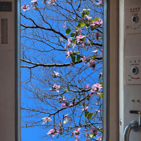 春天的影像诗 ​​​