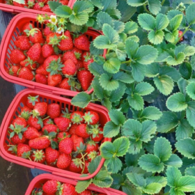 采摘的是心情，收获的