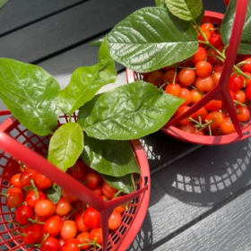 采摘的是心情，收获的