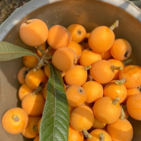 采摘的是心情，收获的