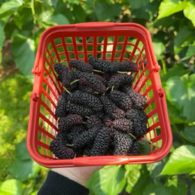 采摘的是心情，收获的