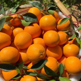 采摘的是心情，收获的