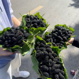 采摘的是心情，收获的