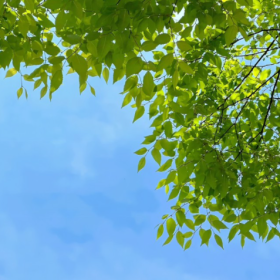 " 夏天的