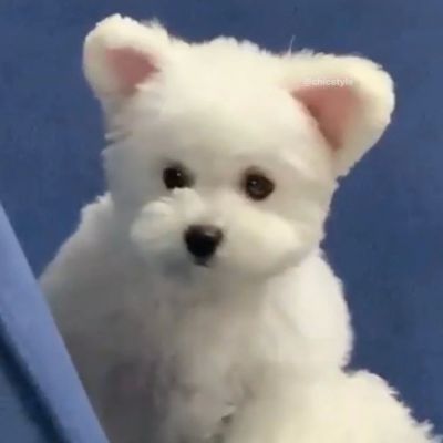 哈哈小狗